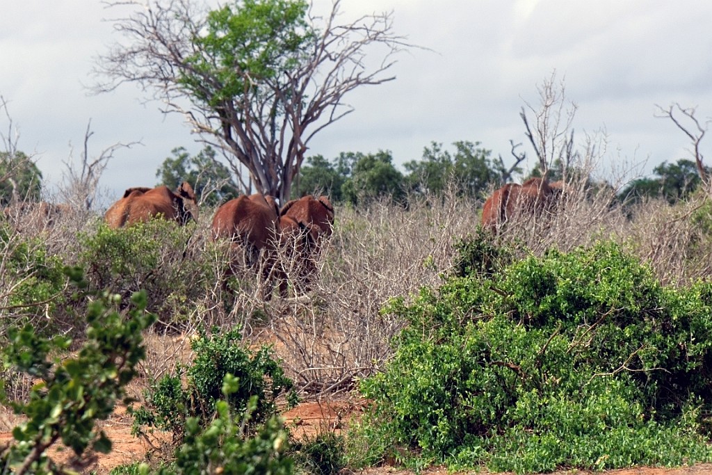 Kenia (346).jpg